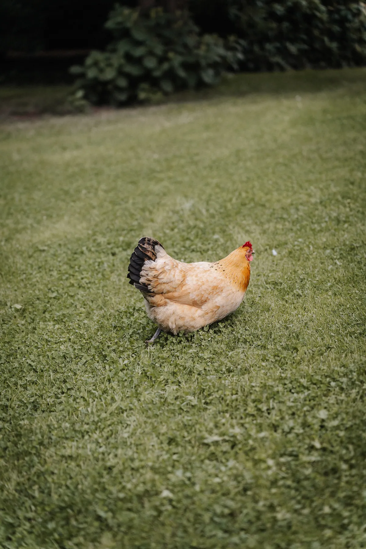 Ein hellbraunes Huhn mit rotem Kamm und schwarz gezeichneten Schwanzfedern stakst über den kleebewachsenen Rasen, im Hintergrund dunkles Gebüsch.